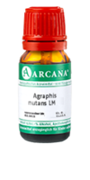 AGRAPHIS NUTANS LM 23 Dilution